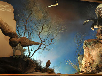 Birds, exhibition view. Courtesy of National Museum Bloemfontein