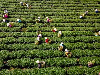 Farmers harvesting in a green field, showing how sustainable agriculture and rural livelihoods remain central to the SDGs