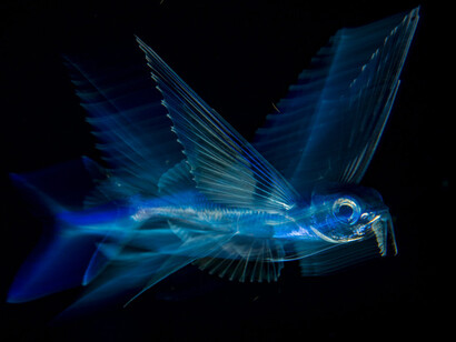 Wildlife Photographer of the Year. Courtesy of ANMM