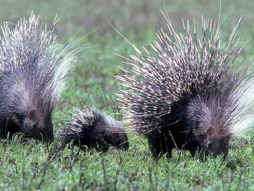 Il paradosso dei porcospini