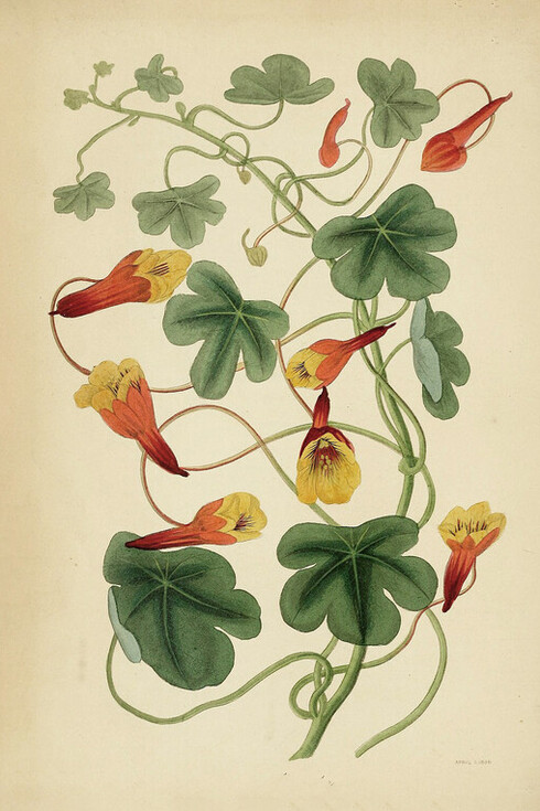 Ilustración de la flor de mashua en la Revista de botánica y registro de plantas con flores de Paxton, 1838