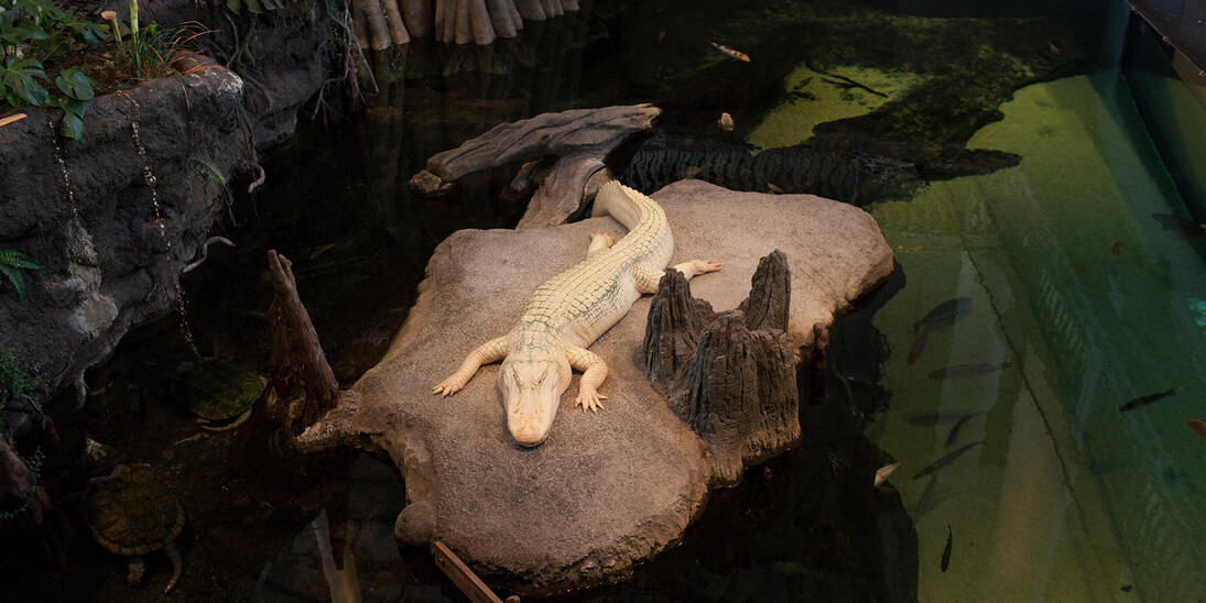 The Swamp. Courtesy of California Academy of Sciences