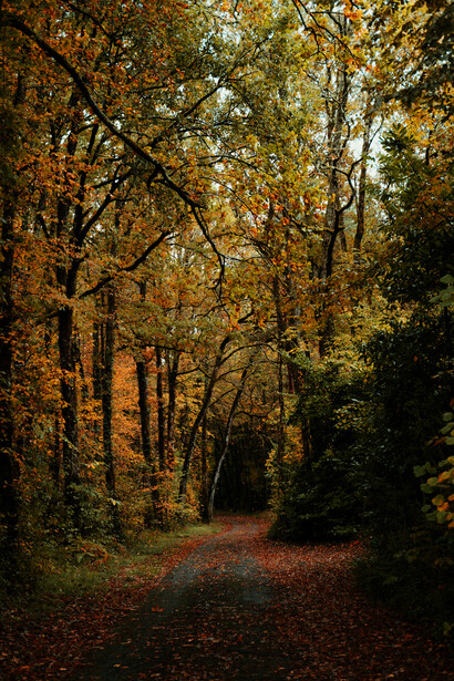 An autumn pathway winding through a lush forest, drawing the eye into the depths of the trail ahead