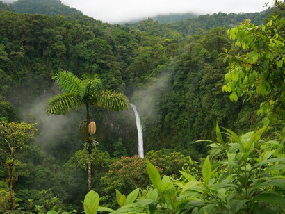 La selva incontaminata