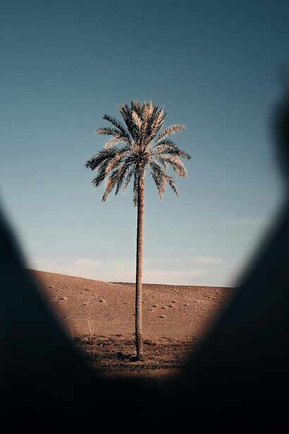 Experience the serenity of a sun-kissed desert oasis with vibrant date palms against a backdrop of azure skies