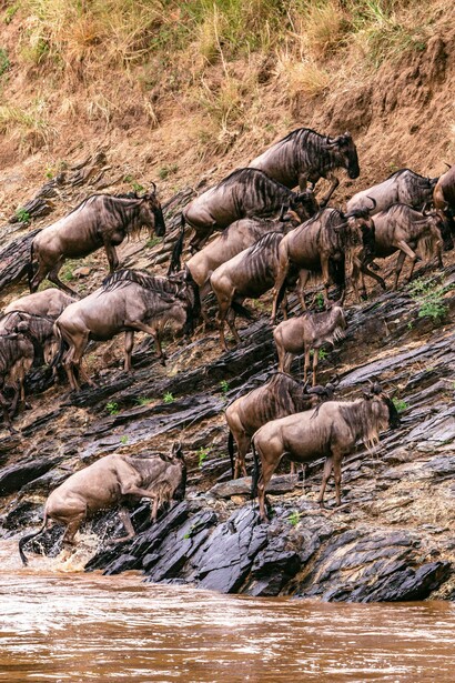 Wildebeest make their way up after crossing river