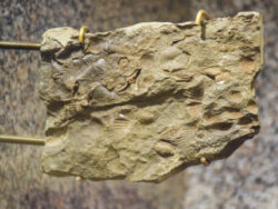 Benedum Hall of Geology. Courtesy of Carnegie Museum of Natural History