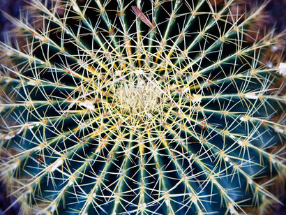 Dennis Tyler, Desert Bloom, Photograph on Metallic Paper, 11" x 14"