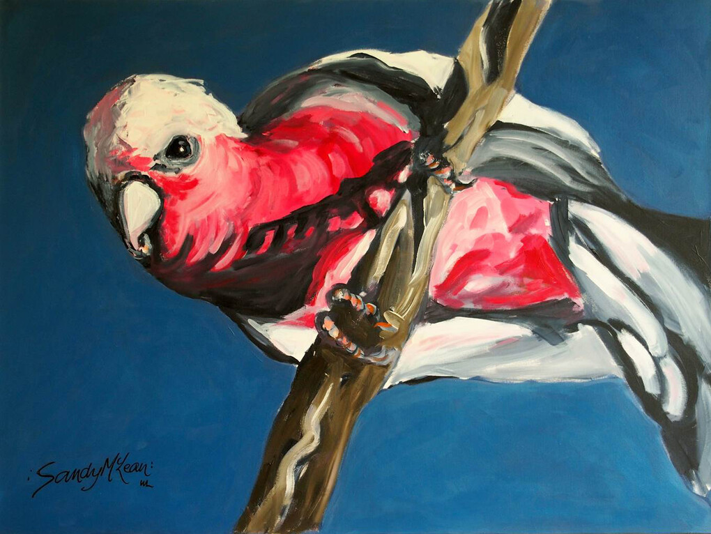 Sandy McLean, Odd Galah, Acrylic on Canvas, 36.5" x 48"
