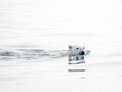 I risultati dello studio confermano la vulnerabilità della Groenlandia ai cambiamenti climatici 