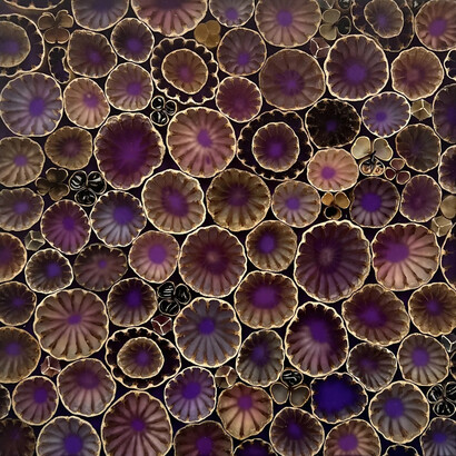 Mayme Kratz, Summer bloom study 11 (detail), 2026. Courtesy of Lisa Sette Gallery