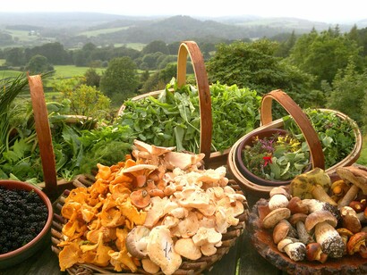 Wild foods harvesting is having a greater role in fostering local economic sustainability