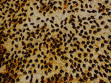 The Bat Cave (Chameri Gufa in Nepali) is a solutional cave in Pokhara’s Kaski District, famous for its colony of horseshoe bats that cling to the cave’s walls and ceiling