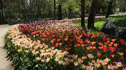 Messer Tulipano, fioritura