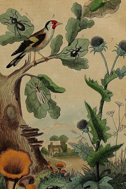 Ilustración del "Diccionario pintoresco de historia natural y fenómenos naturales", 1835