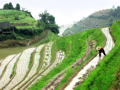 Nel 1958 il Presidente della Repubblica Popolare Cinese Mao Tse-Tung diede inizio a ciò che fu chiamato il “Grande balzo in avanti”