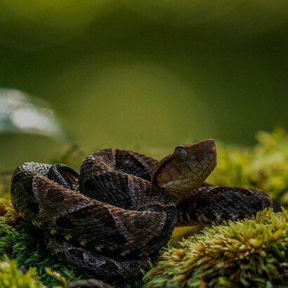 Proyectos para preservar la biodiversidad de Costa Rica