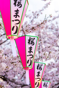 Pink Japanese lanterns adorn the vibrant cherry blossom trees in full bloom against the backdrop of Tokyo, Japan's picturesque landscape