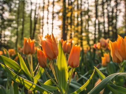 Stunning nature
