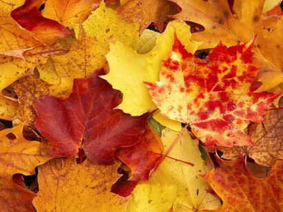 I colori dell'Autunno