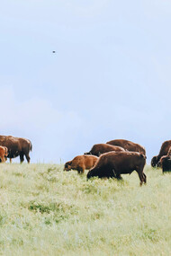 A herd of buffaloes grazing in the wild in Montana, USA
