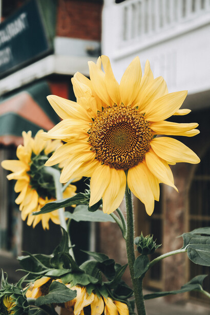 El florecimiento no es un instante perfecto, sino la suma de decisiones imperfectas tomadas con honestidad