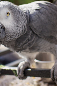 Without a shadow of a doubt, it can be said that all animals possess the property of consciousness
