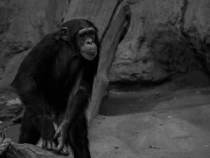 Scimpanzè nel suo habitat naturale
