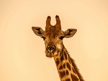 Animals at risk of extinction