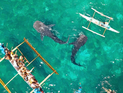 Whale sharks, the largest fish in the world, draw tourists to the southern coast of Cebu, Philippines, where encounters like this offer a rare glimpse of ocean life up close