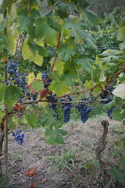 Caratteristiche e coltivazione del vermentino nero: il tesoro viticolo della regione ligure