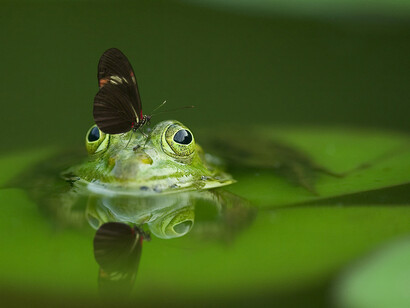 The collapse of insect populations directly impacts the populations of animals that feed on them