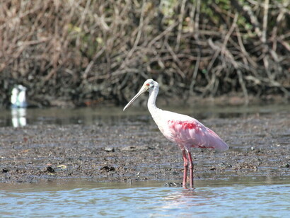 Fauna contaminada: colhereiro