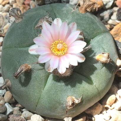 «Lophophora williamsii», más conocida como peyote o jícuri, una especie de cactus endémica de México