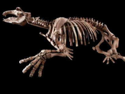 Age of Mammals. Courtesy of The Natural History Museum