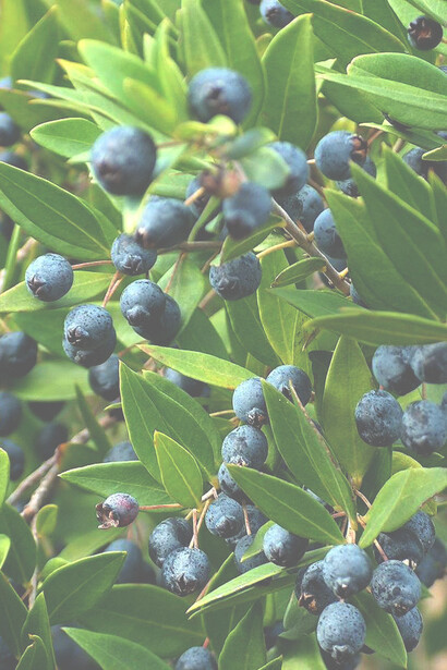 Si racconta che quando Afrodite nacque, emergendo dalla spuma delle onde si nascose dietro un cespuglio di mirto