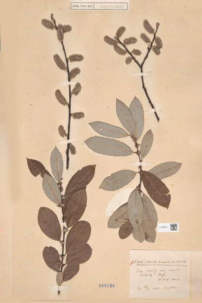 Salice glauco, Salix discolor Muhl, Naturalis Biodiversity Center