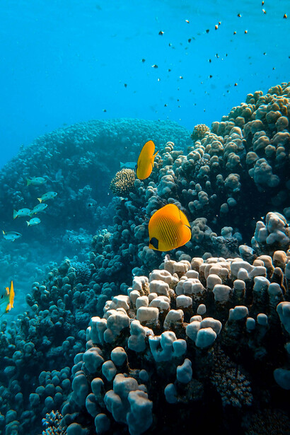 A vibrant ecosystem below the ocean surface