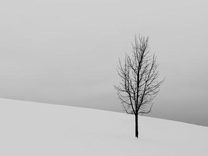 Albero spoglio. La filosofia del tempo: riflessioni sulla sua inesorabile scorrere