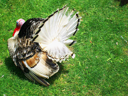 Pavo recorriendo la granja