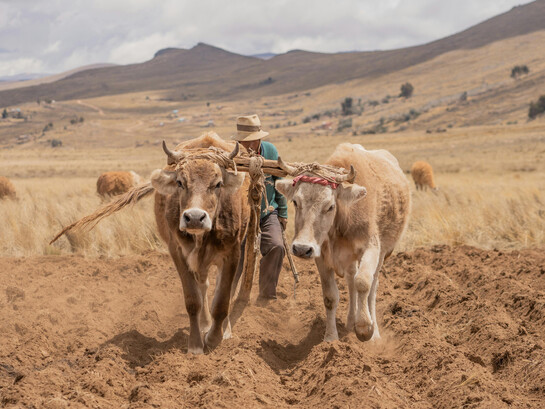 Dans les hauts plateaux boliviens, un agriculteur laboure sa terre au rythme des traditions ancestrales, au cœur des débats soulevés par l’accord de libre-échange entre l’Union européenne et le Mercosur sur l’avenir des agricultures locales