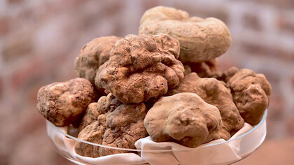 Il profumatissimo tartufo bianco di Alba