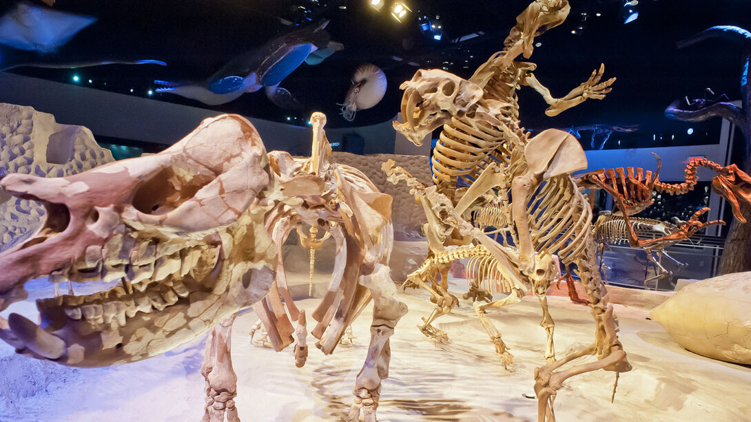Florida Fossils. Courtesy of Florida Museum of Natural History