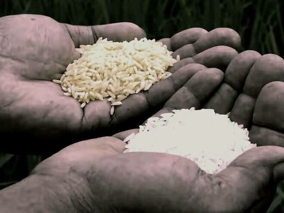 The different types of rice available in the rice fields of the Philippines