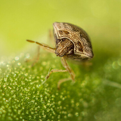 Stink bug feeding on plant sap (Halyomorpha) © Karthik R Bhat
