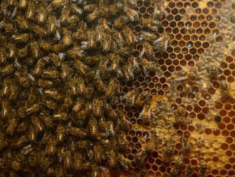 Virtual Insect Hall. Courtesy of Royal Belgian Institute of Natural Sciences