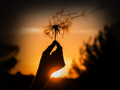 Diente de león siendo diluido por la brisa del atardecer