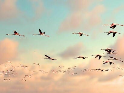 These migratory patterns respond exclusively to the conditions of the ecosystems, climate, and bioregions native to each species