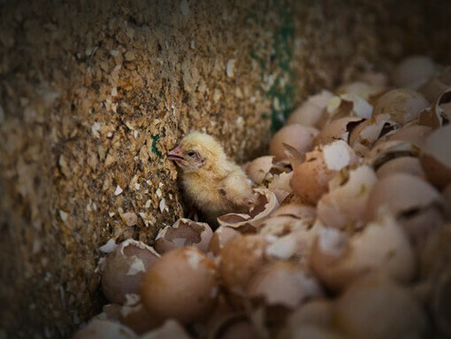 Procedures to achieve prompt delivery of the product result in forced development of the animals