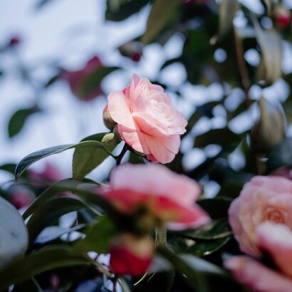 È peccato sfiorire e mancare di bellezza, e solo per l’assenza di gocce d’acqua e concordia. L’armonia è una cosa semplice